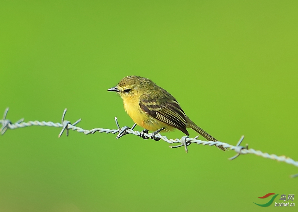 ��С���lYellow Tyrannulet.jpg