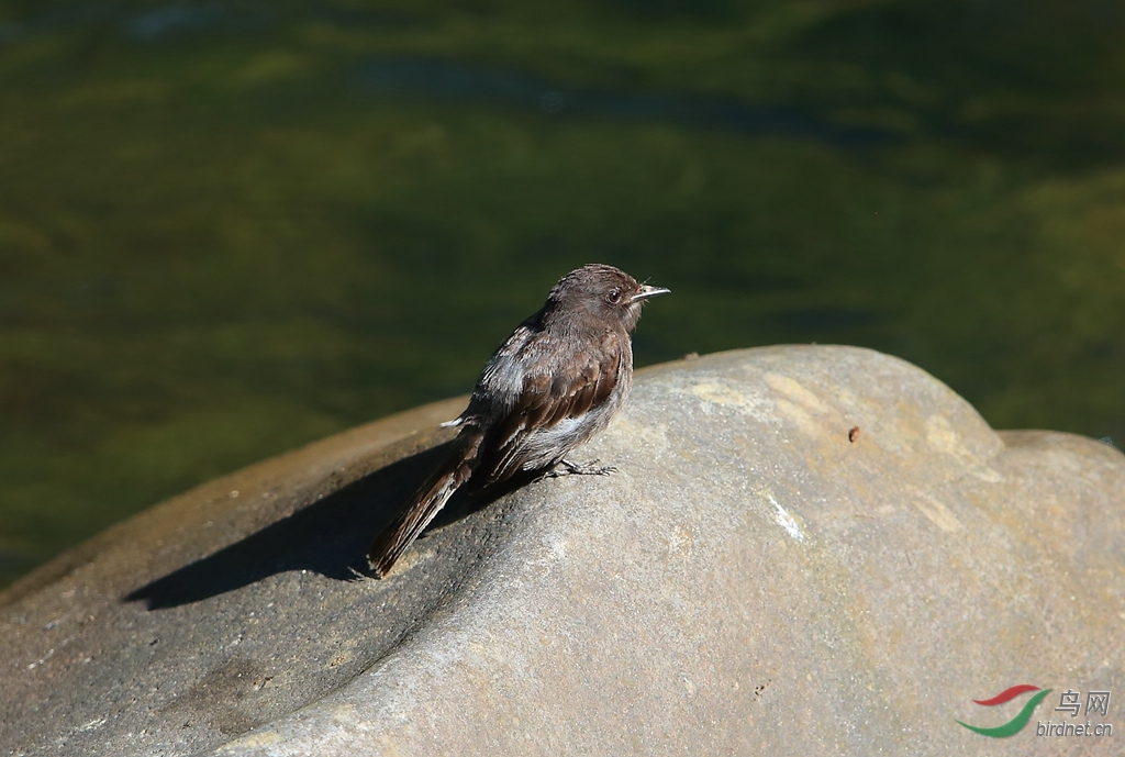 �ڳ�β���lBlack Phoebe.jpg
