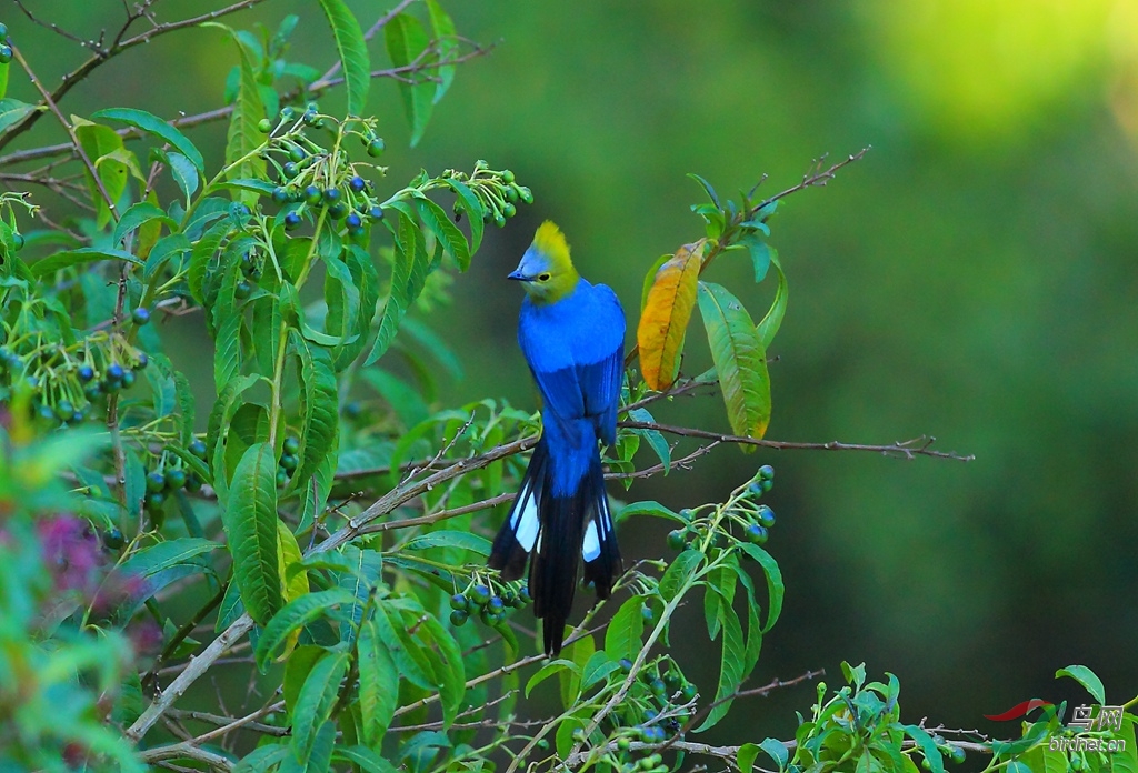��β˿�lLong-tailed Silky-flycatcher.jpg
