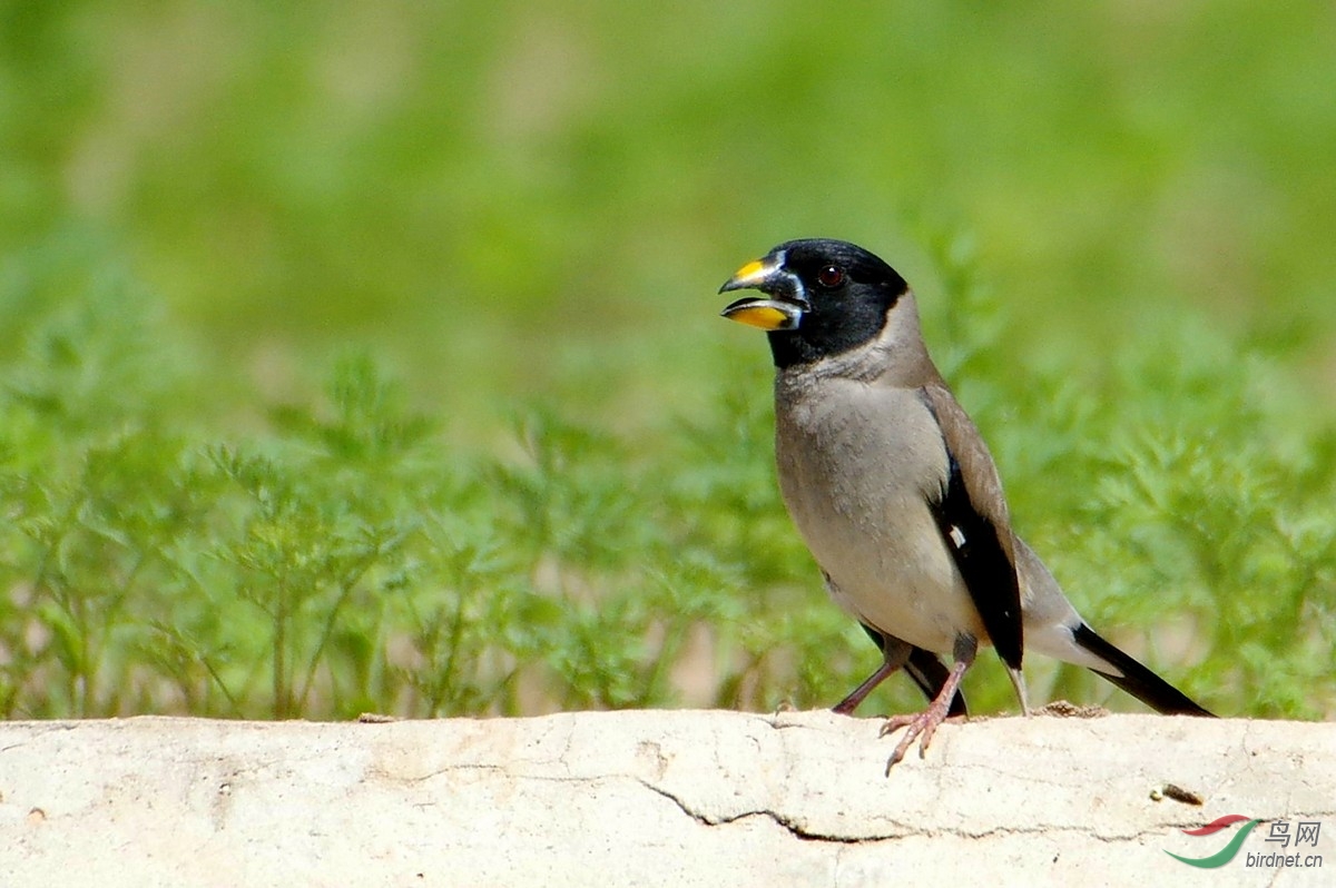 黑尾蠟嘴雀(雌雄鳥)