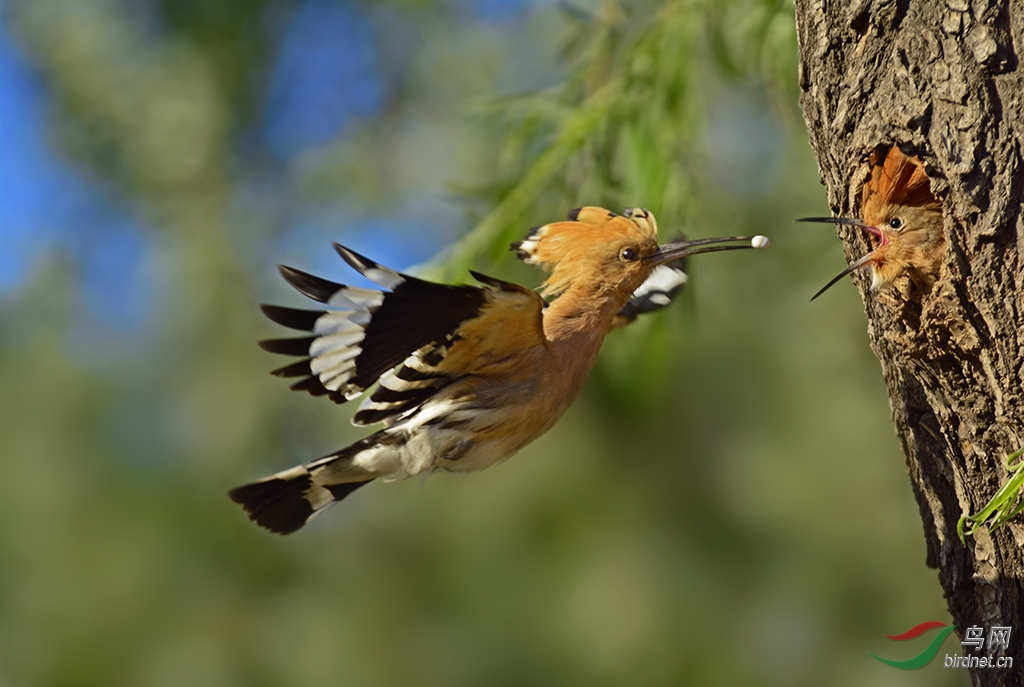 亲亲傍晚育儿图 - 观鸟拍鸟之旅 bird trip reports 鸟网