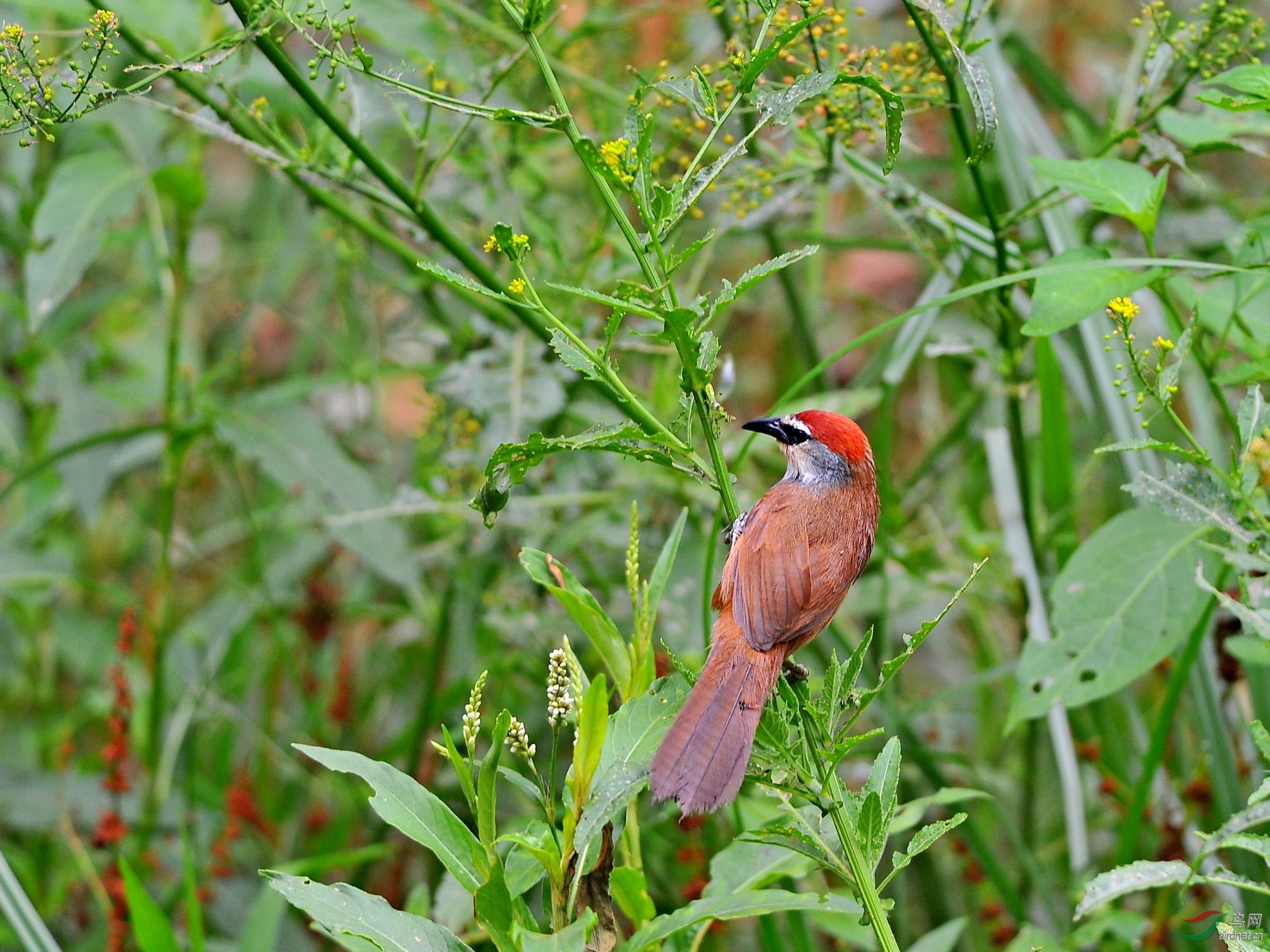 红色记忆红顶鹛图四荣膺鸟网每日精华