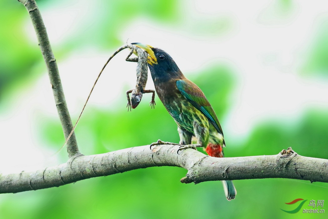 大擬喙木鳥吃變色龍