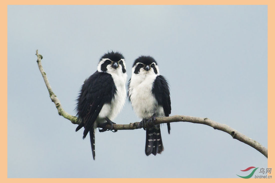 枝头鸟儿成双对