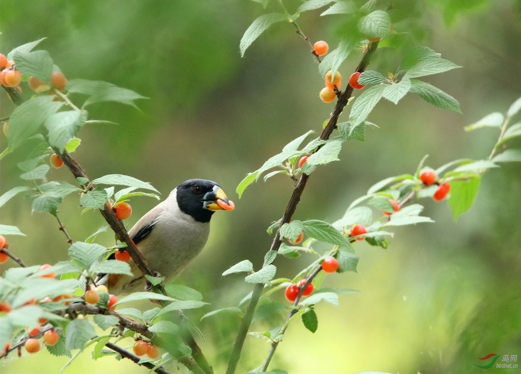 吃小红果的蜡嘴.