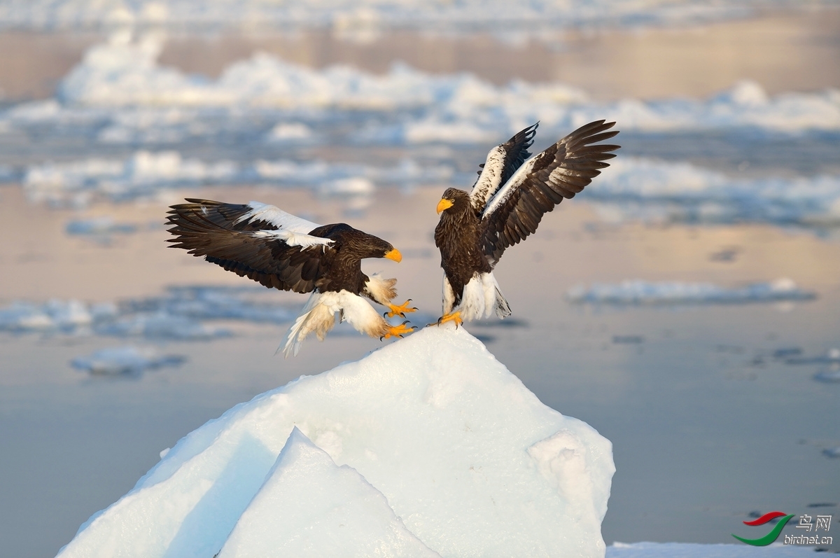 06400096-��ͷ����