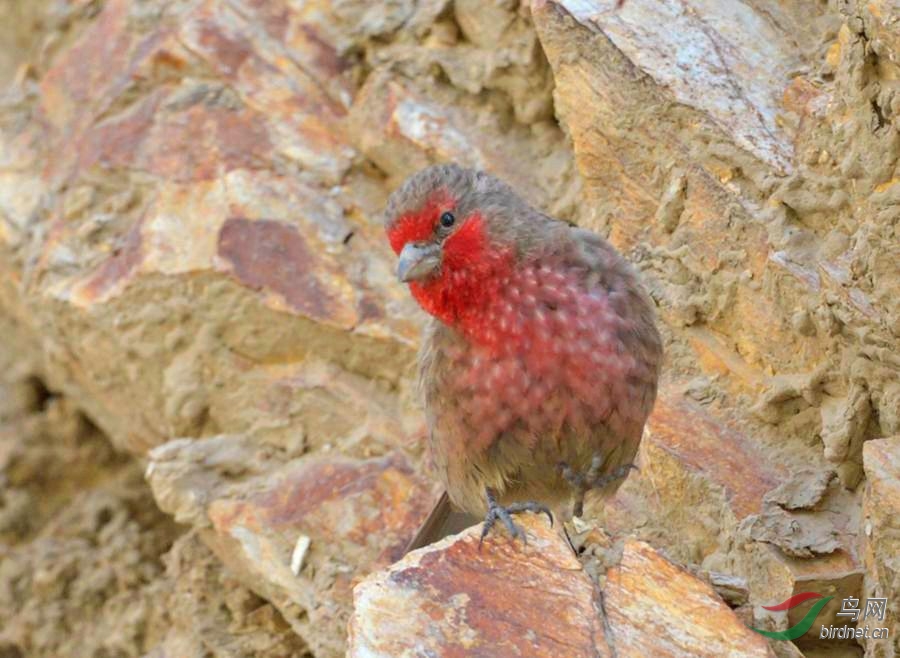 (红胸朱雀)红胸朱雀