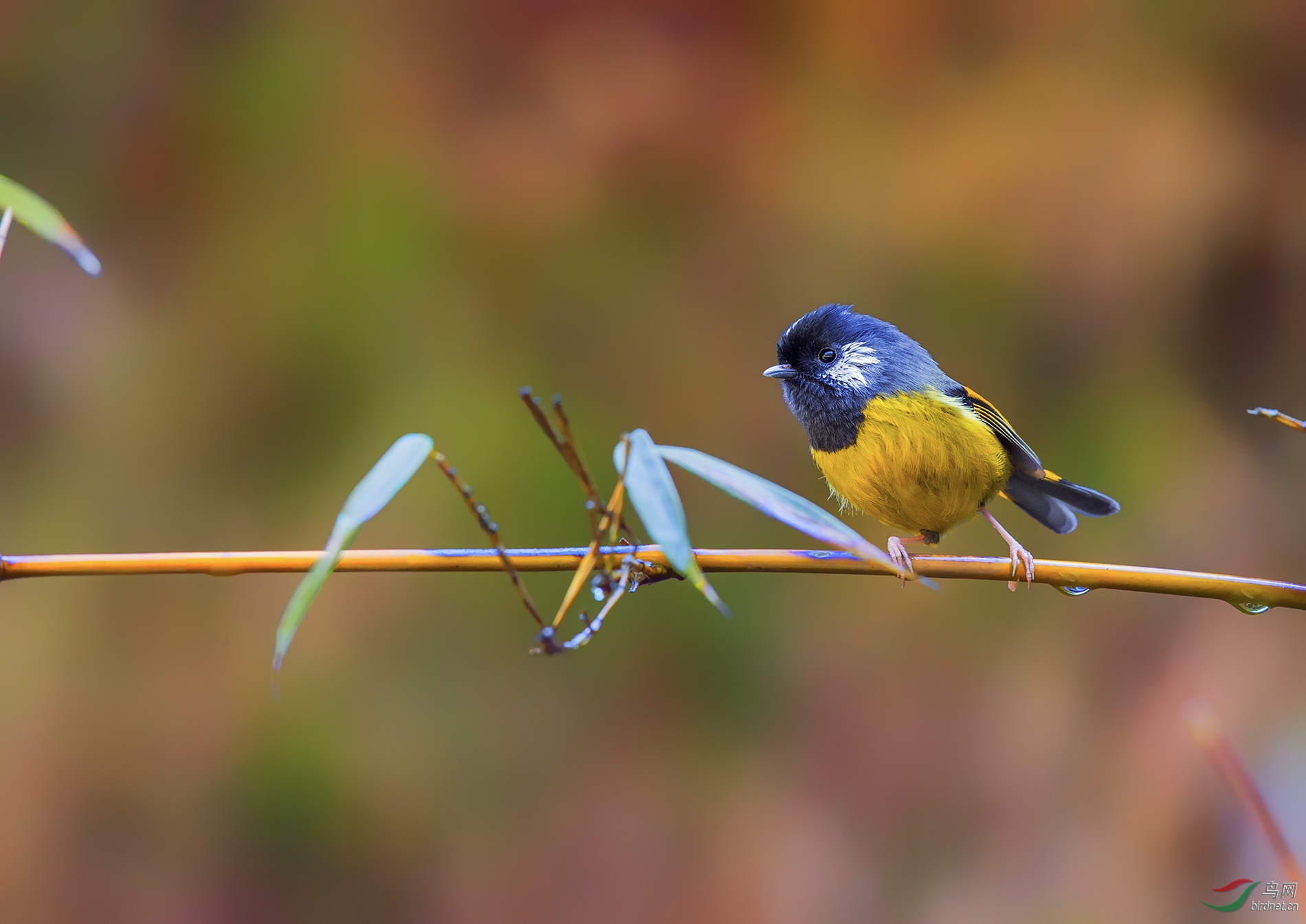 (金胸雀鹛)金胸雀鹛