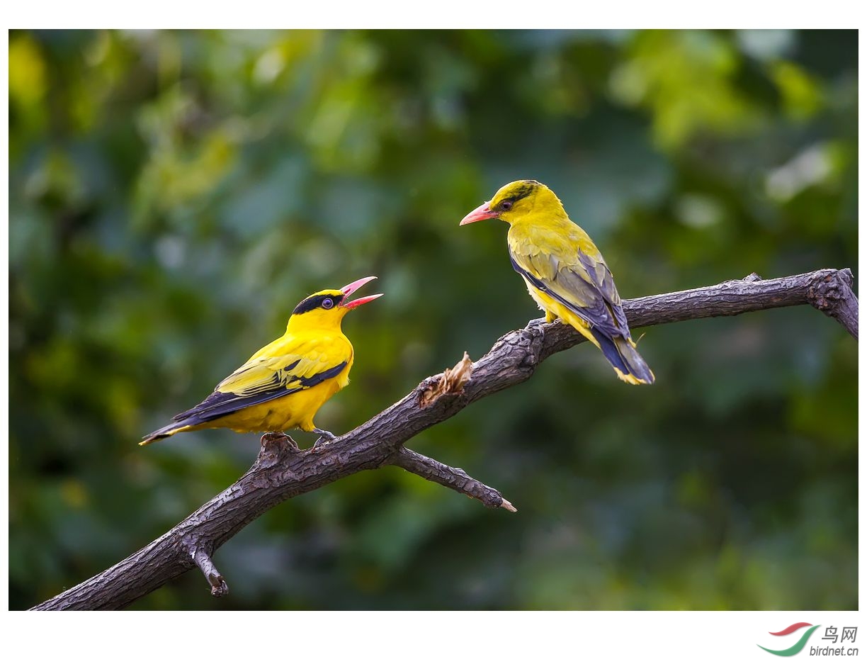 两个黄鹂鸟图片图片