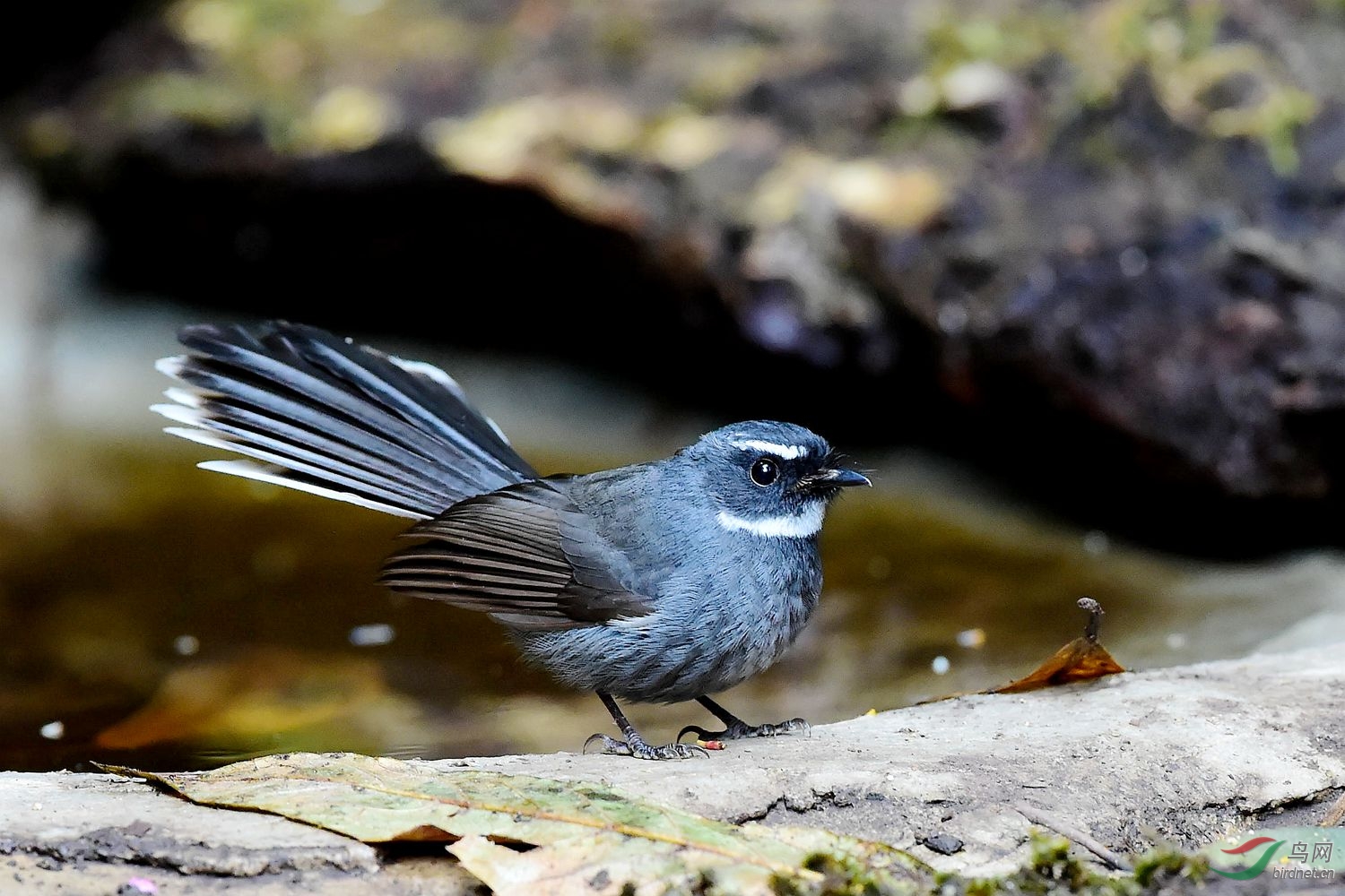百花岭之白眉扇尾鹟