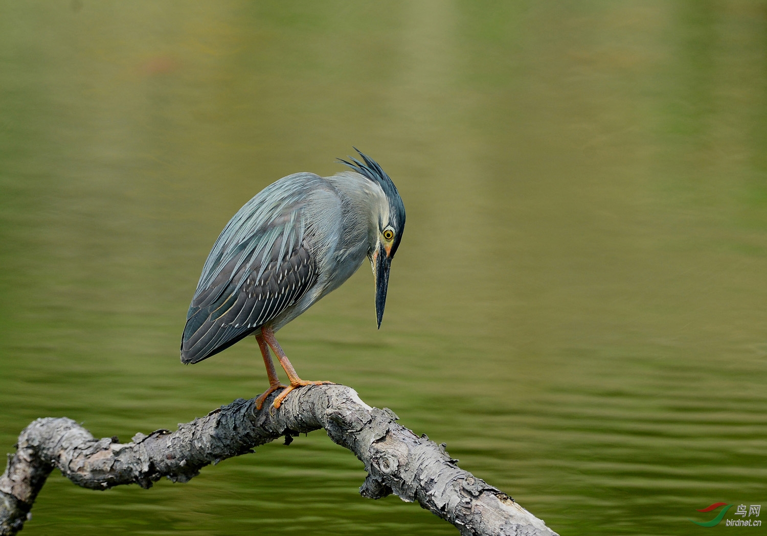 威海绿鹭 - 黑龙江版 heilongjiang 鸟网