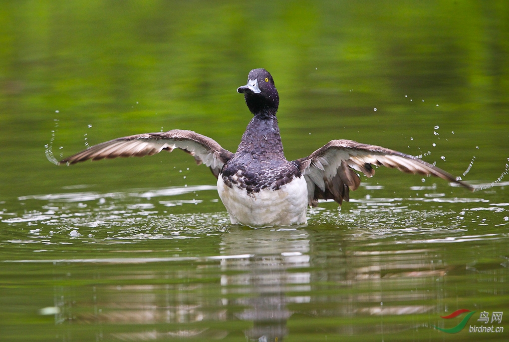 (凤头潜鸭)凤头澘鸭