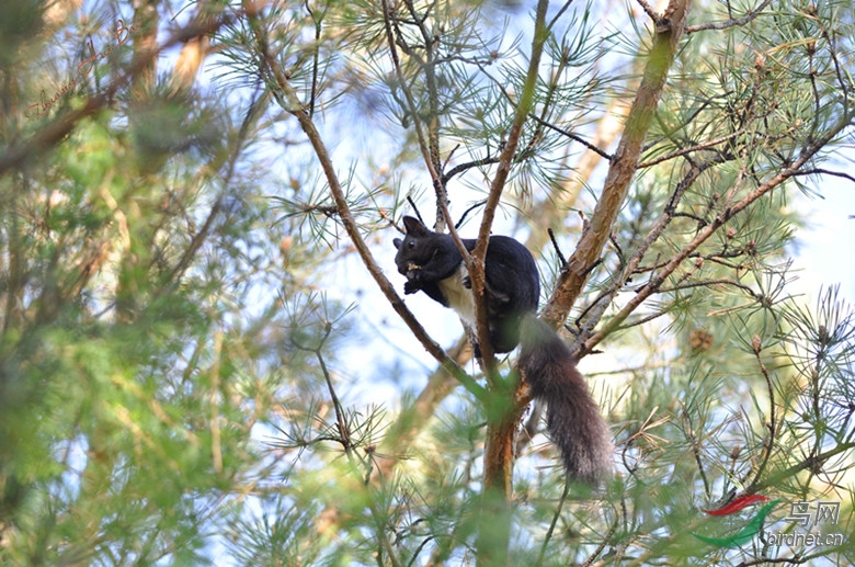 大兴安岭灰鼠子