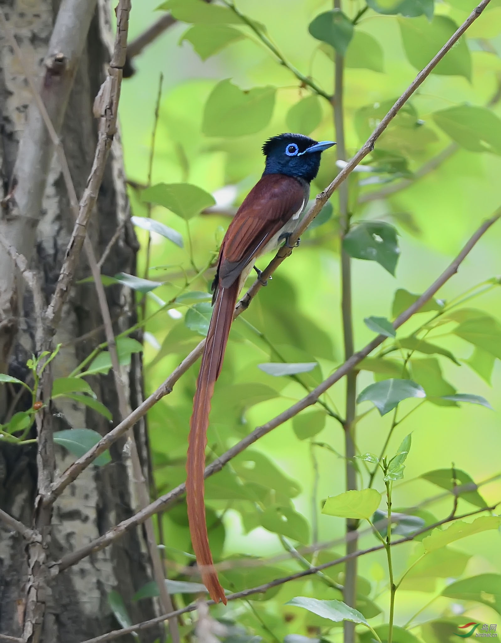 有幸在北京拍到了寿带鸟
