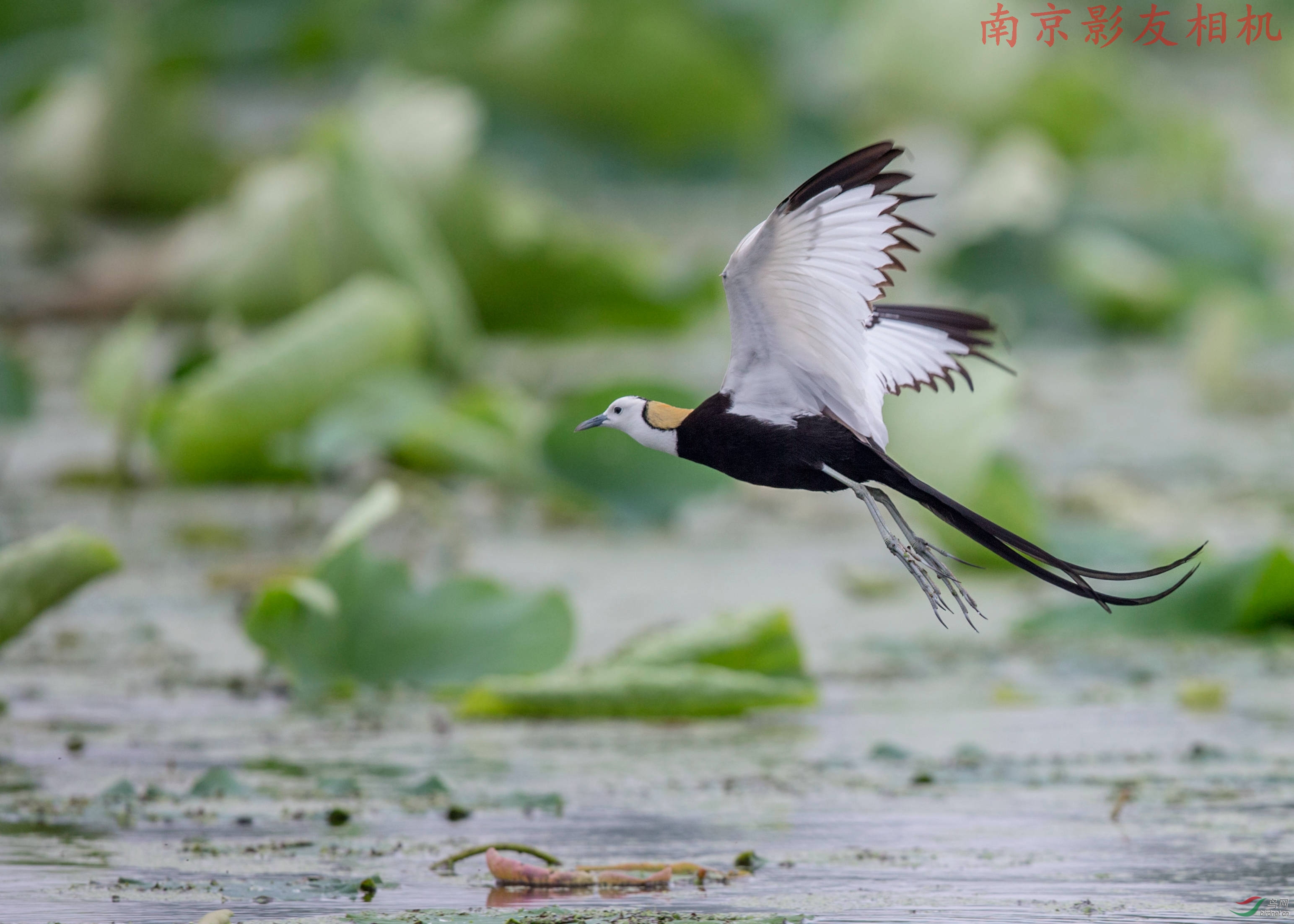 南京拍摄的一组"水凤凰"顶安徽版