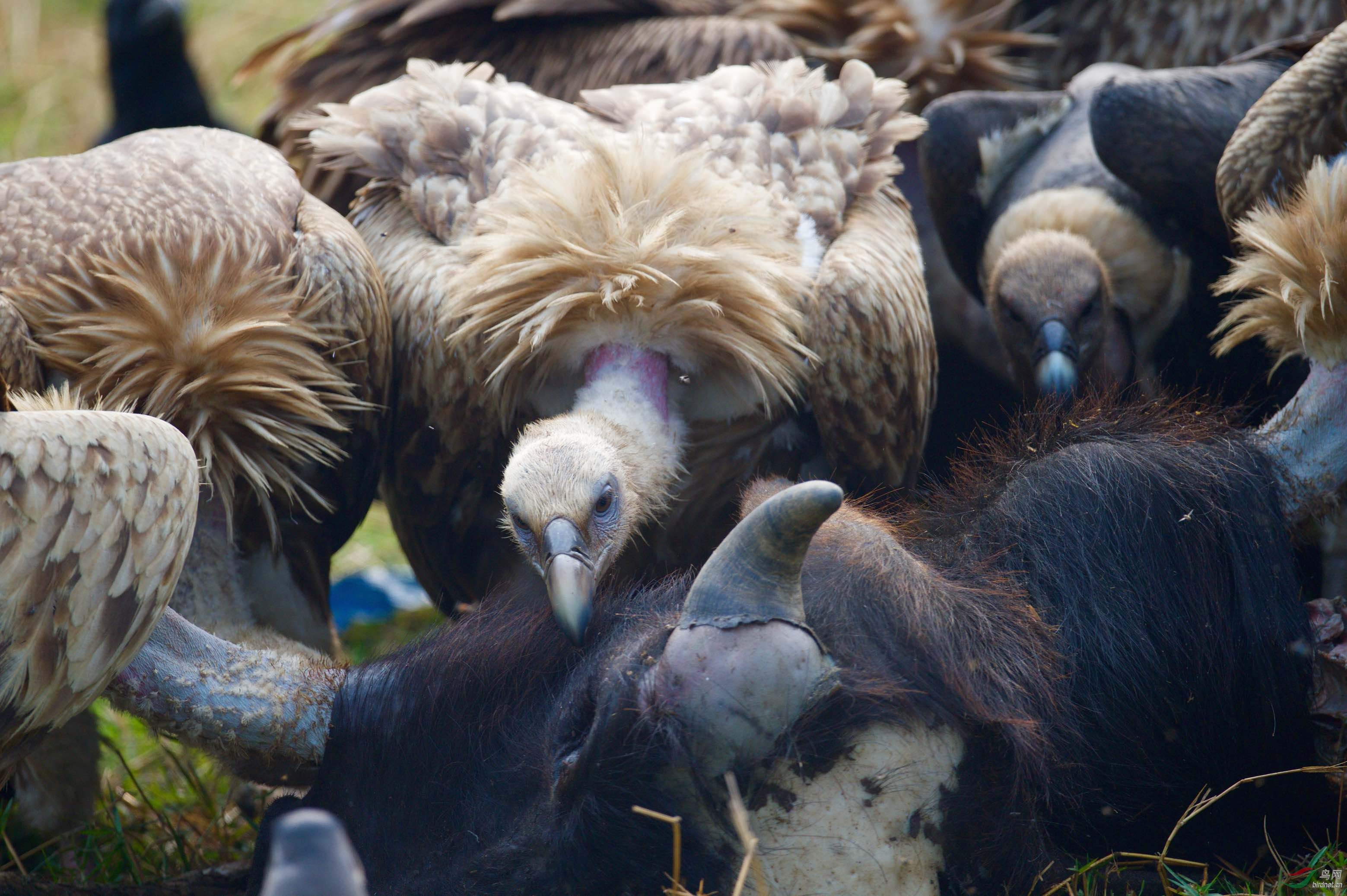 秃鹫饱餐野水牛