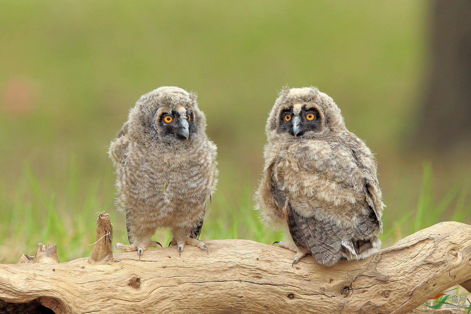 长耳鸮幼鸟