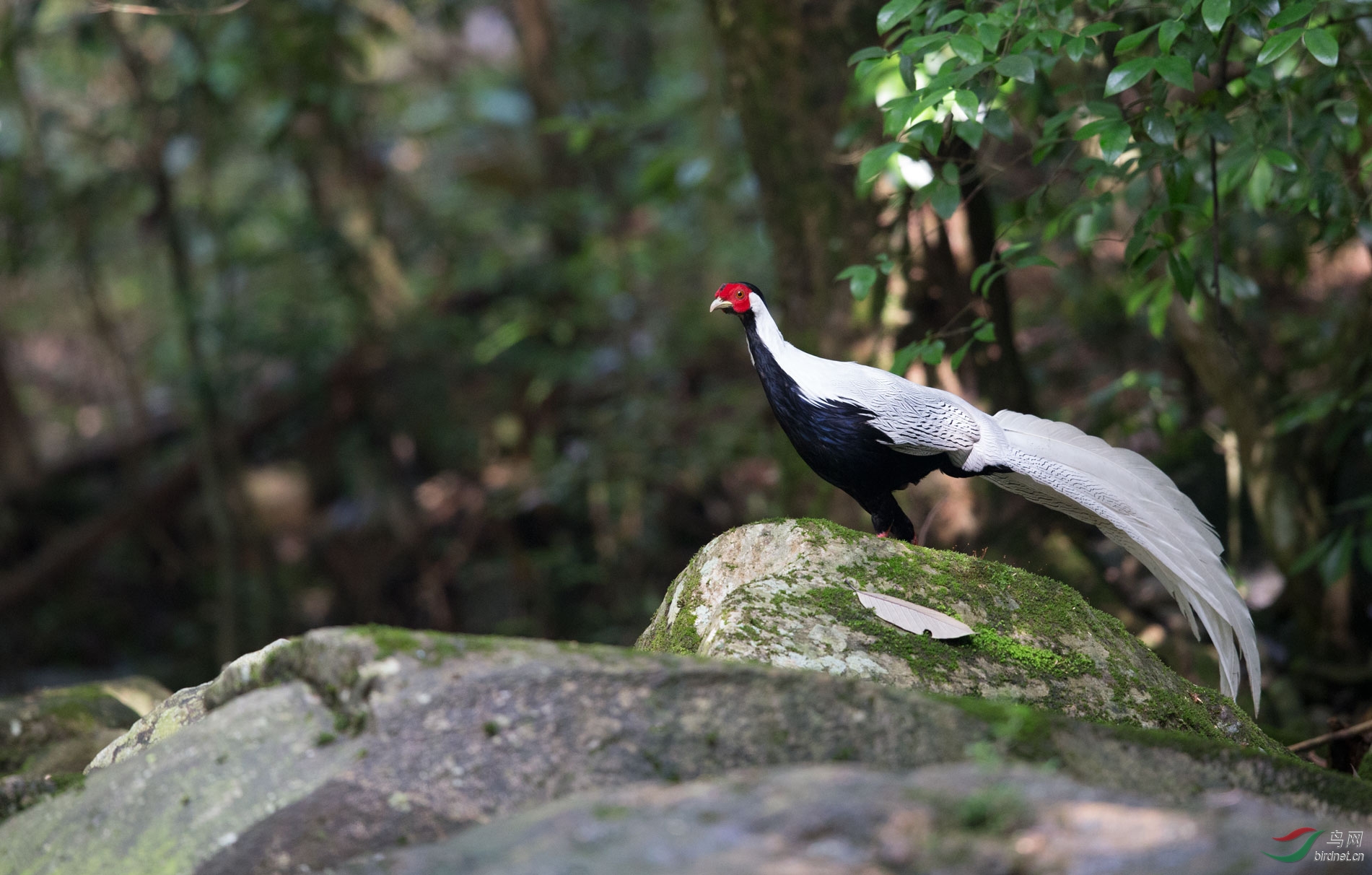 福建漳州白鹇鸡和浙江古田山白鹇拍摄背景对比