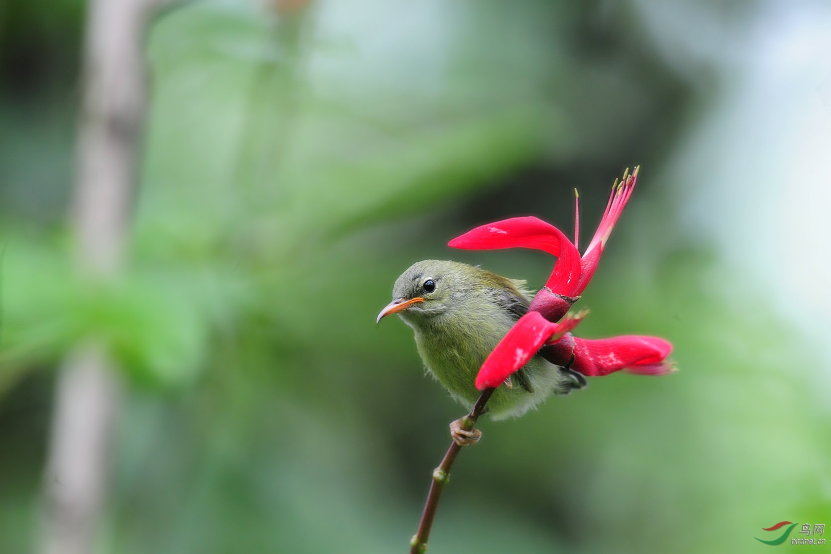 叉尾太阳鸟(幼鸟)