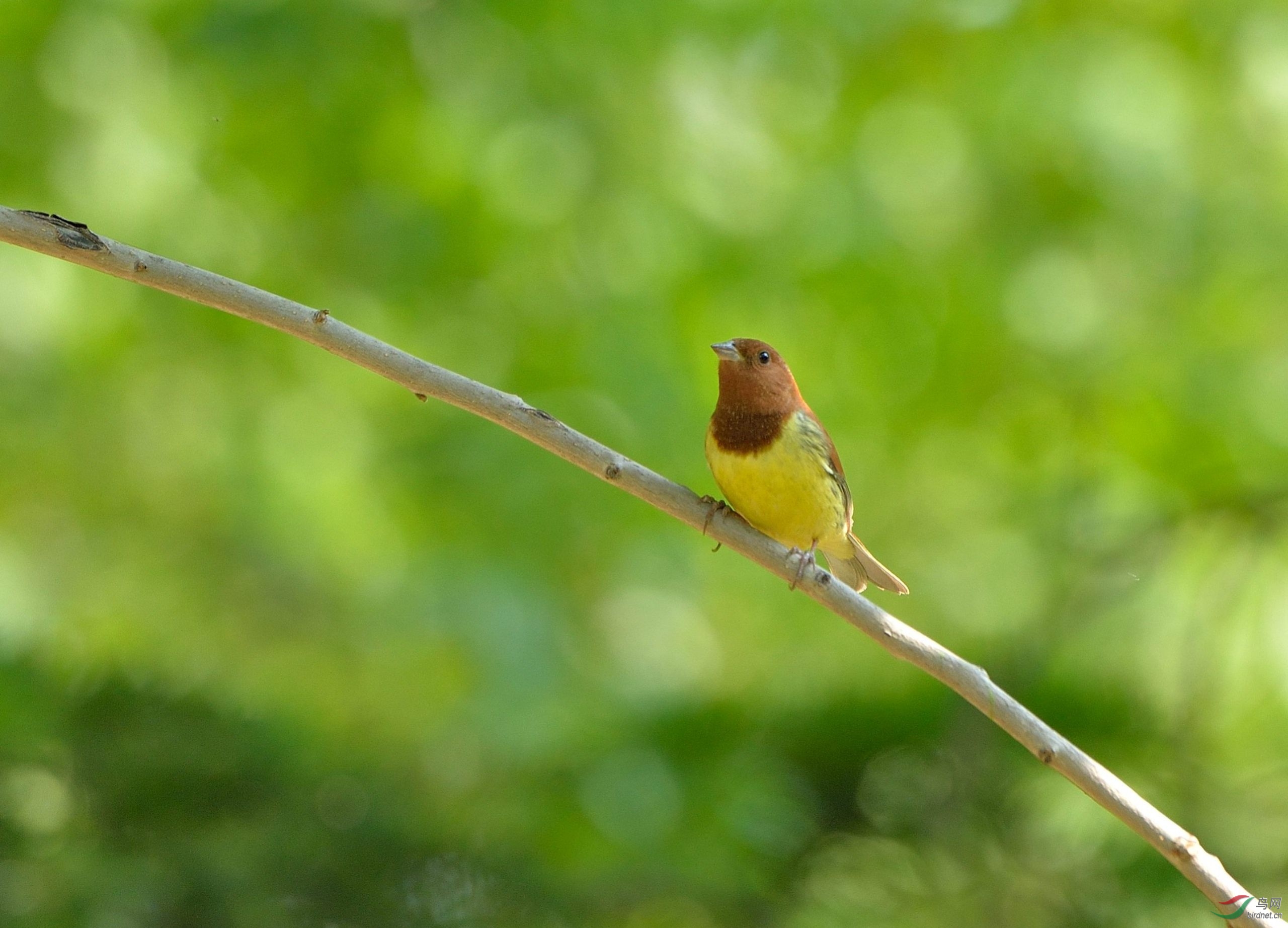 栗鹀幼鸟公母图片图片