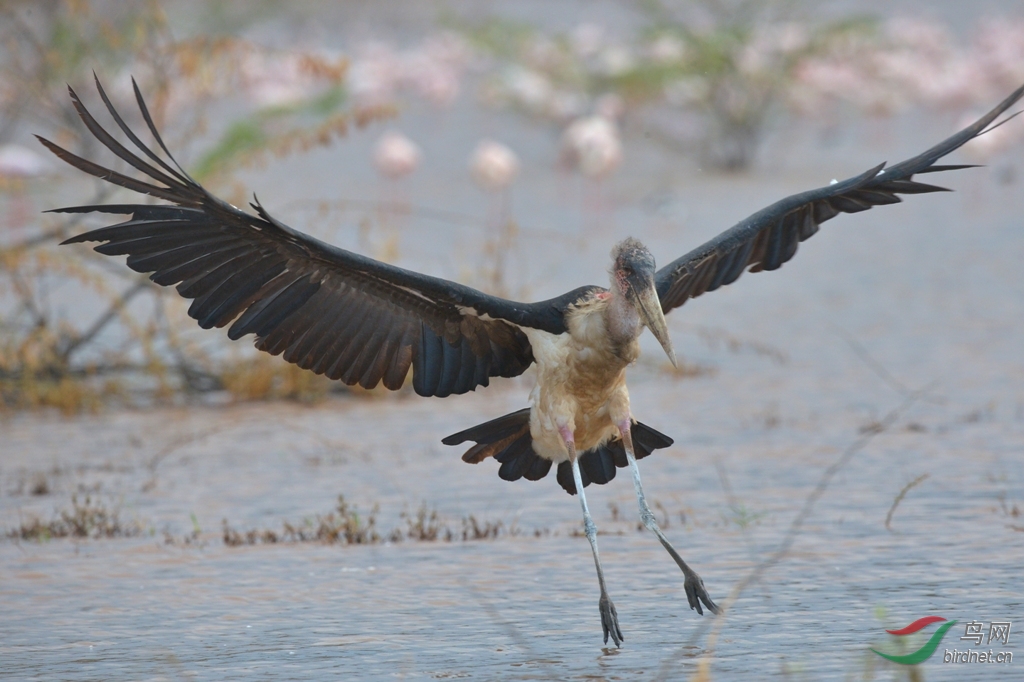 秃鹳- 陕西版 shanxi 鸟网
