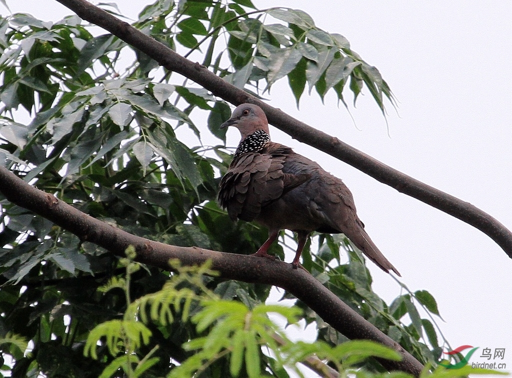 樹上,地下野斑鳩