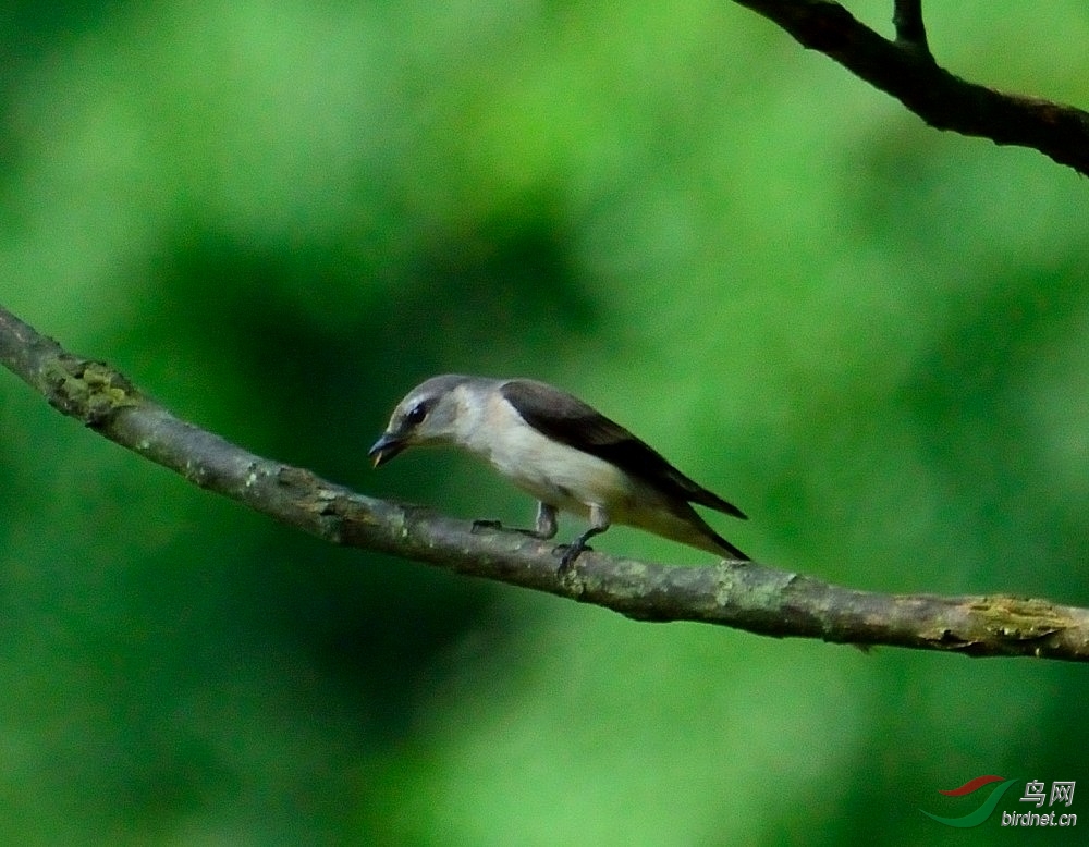 秦嶺土著夏小灰山椒鳥