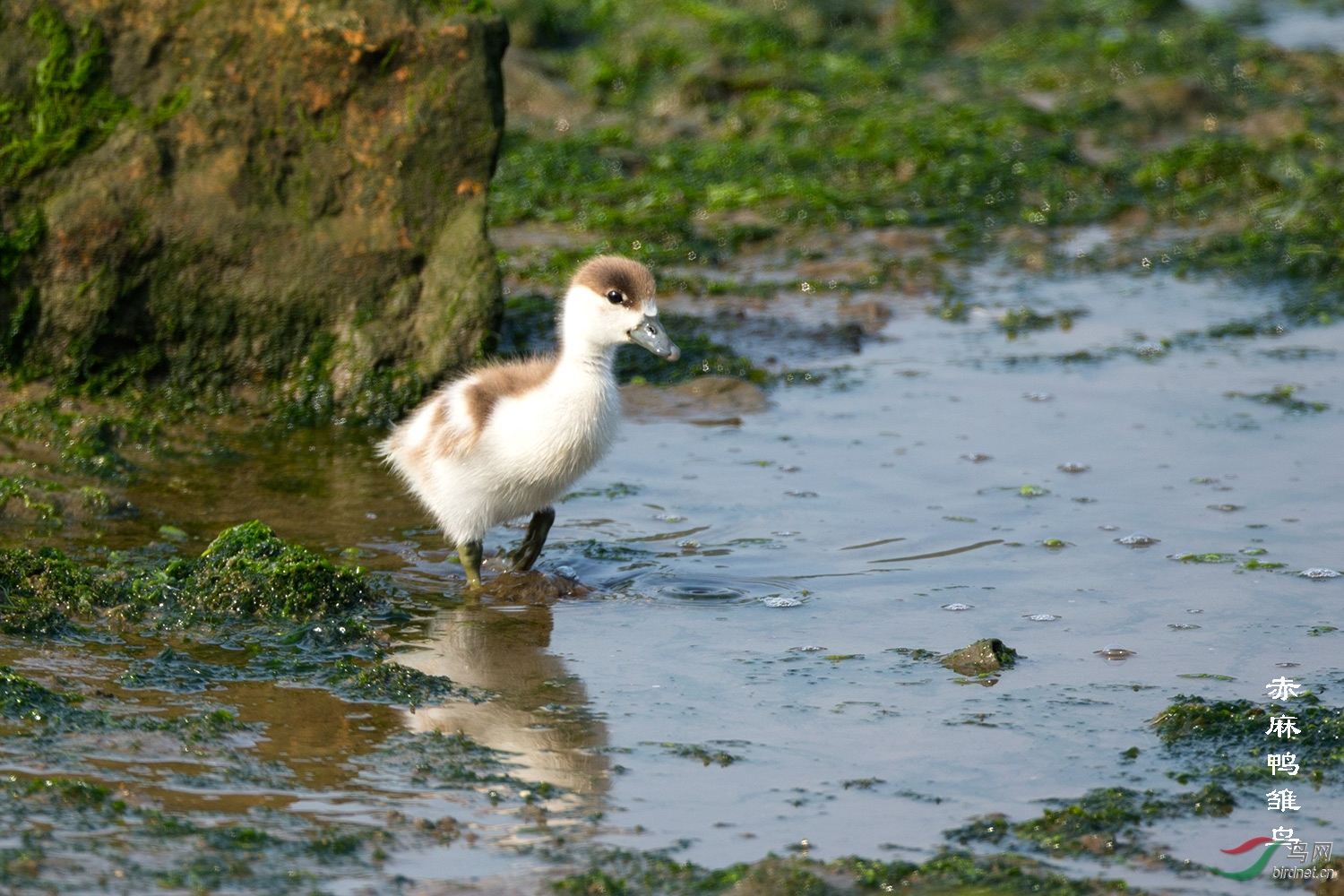 可爱的赤麻鸭雏鸟