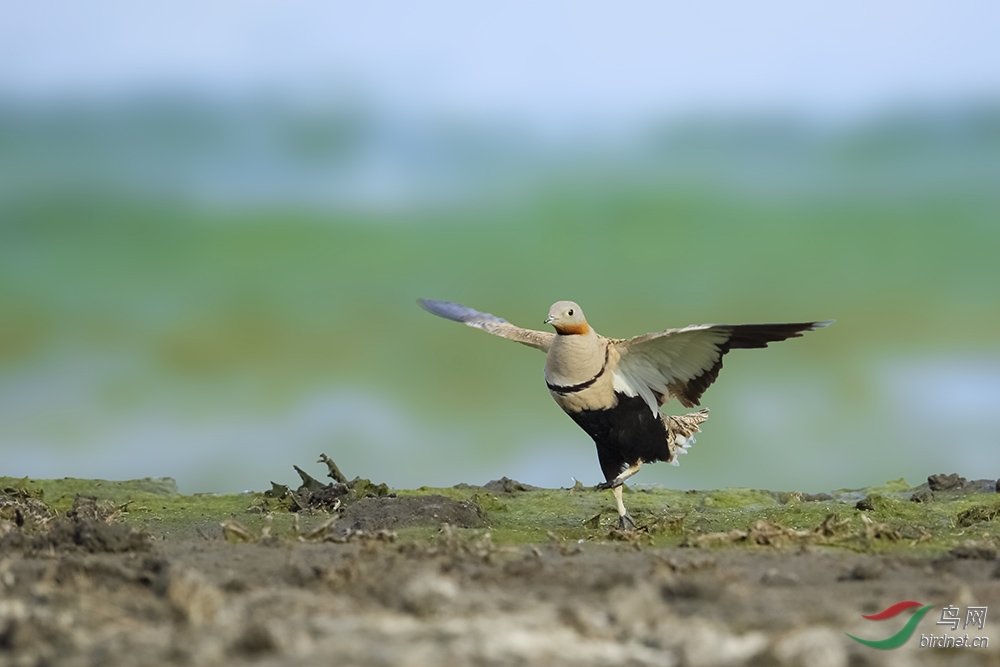 晚来的祝福携黑腹沙鸡祝甘肃版成立