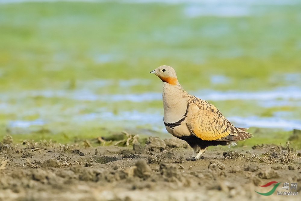 晚来的祝福携黑腹沙鸡祝甘肃版成立