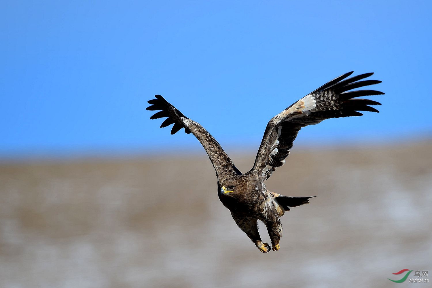 鹰击长空----草原雕雄姿