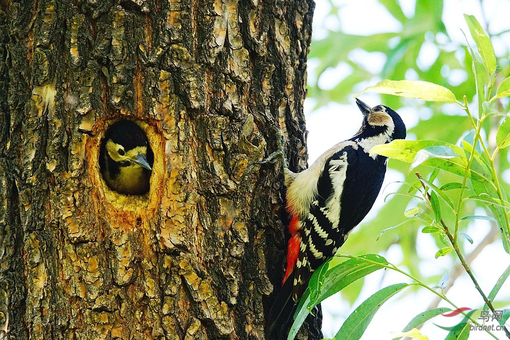 啄木鸟育雏