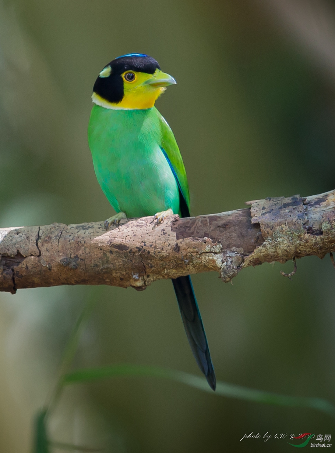 长尾阔嘴鸟by430