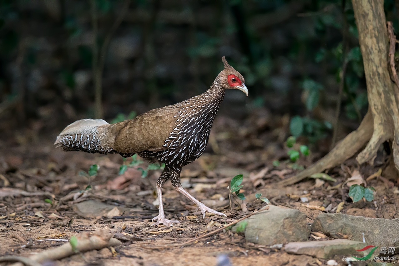 鸟友都去哪儿啦?