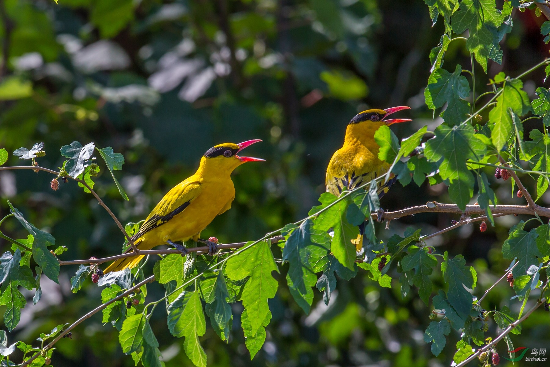 两只黄鹂鸣枝头