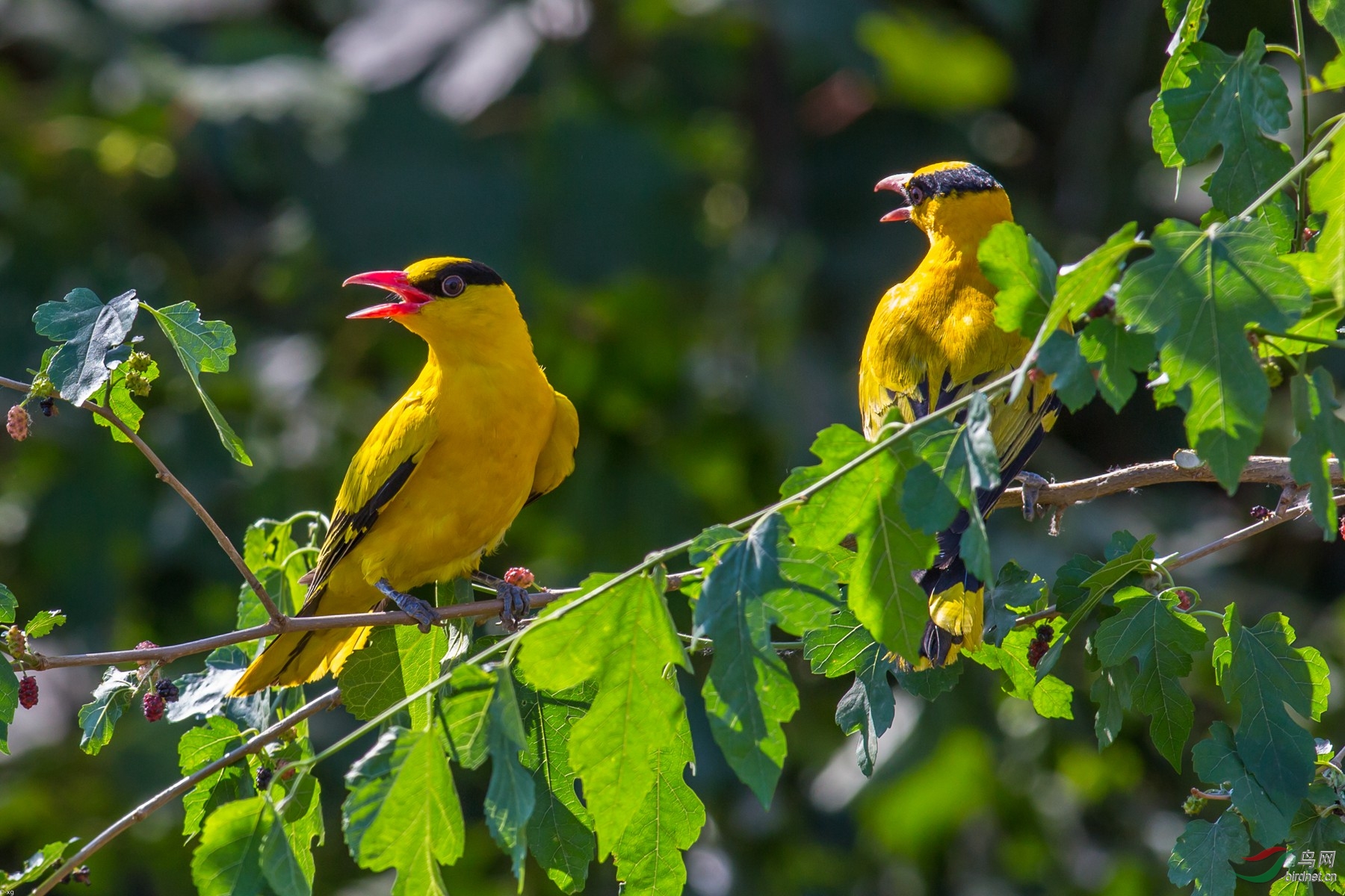 两只黄鹂鸣枝头