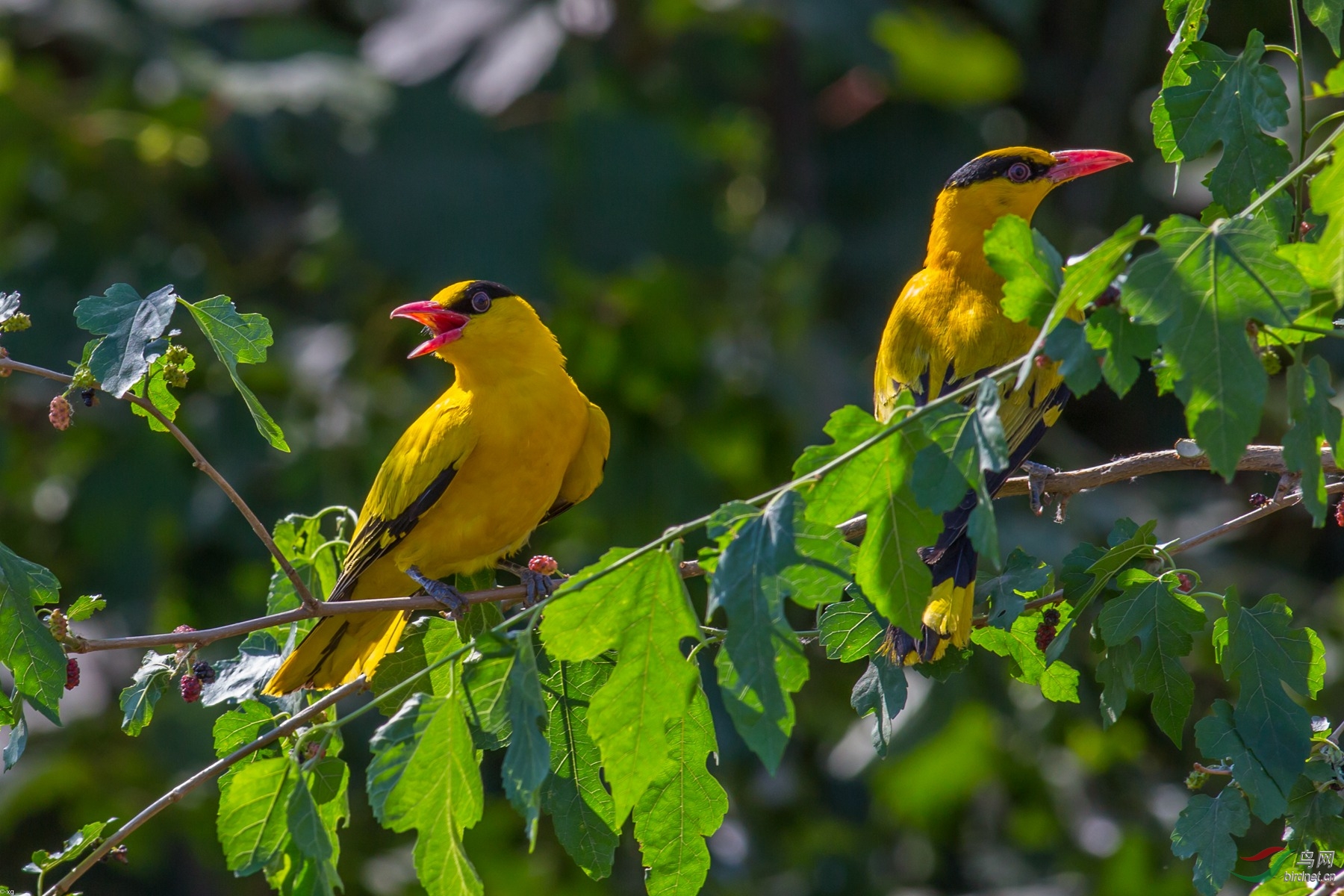 两只黄鹂鸣枝头