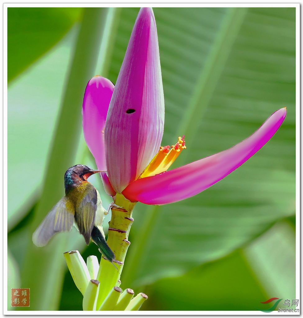 紫苞芭蕉花蜜甜