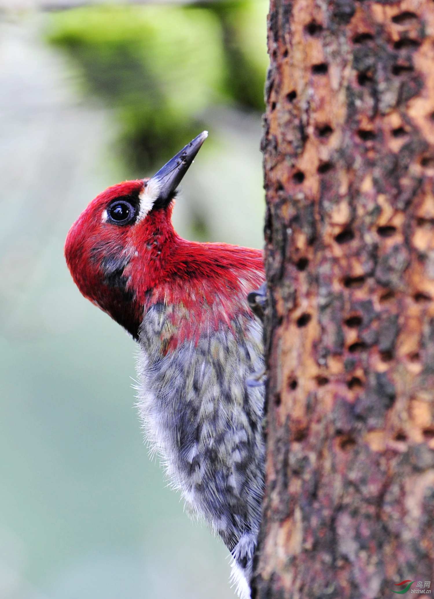 红胸吸汁啄木鸟祝愿重庆版越来越火