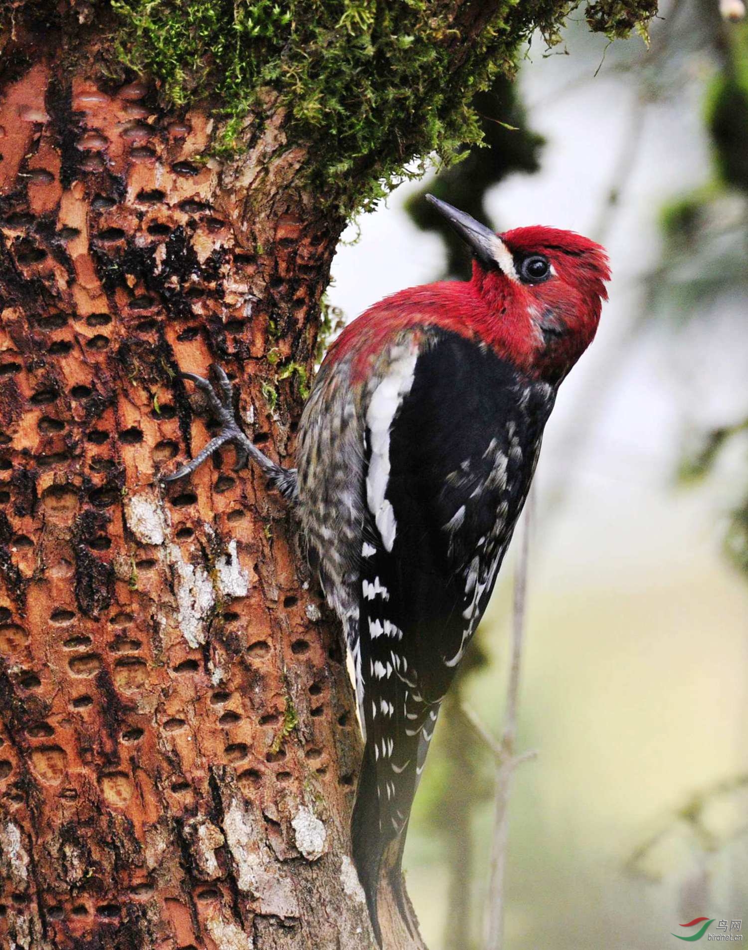 红胸吸汁啄木鸟--祝愿重庆版越来越火.