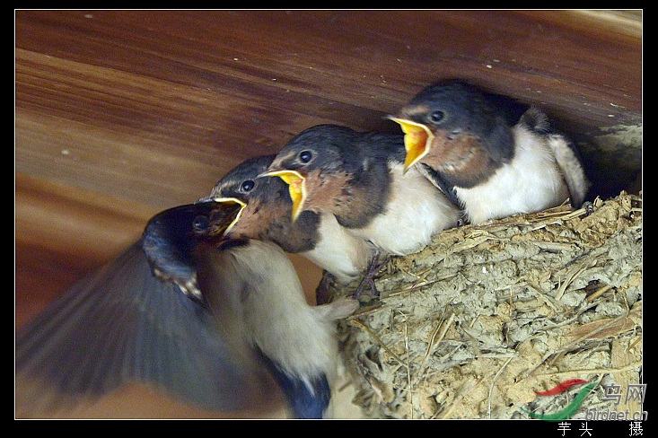 燕子喂食