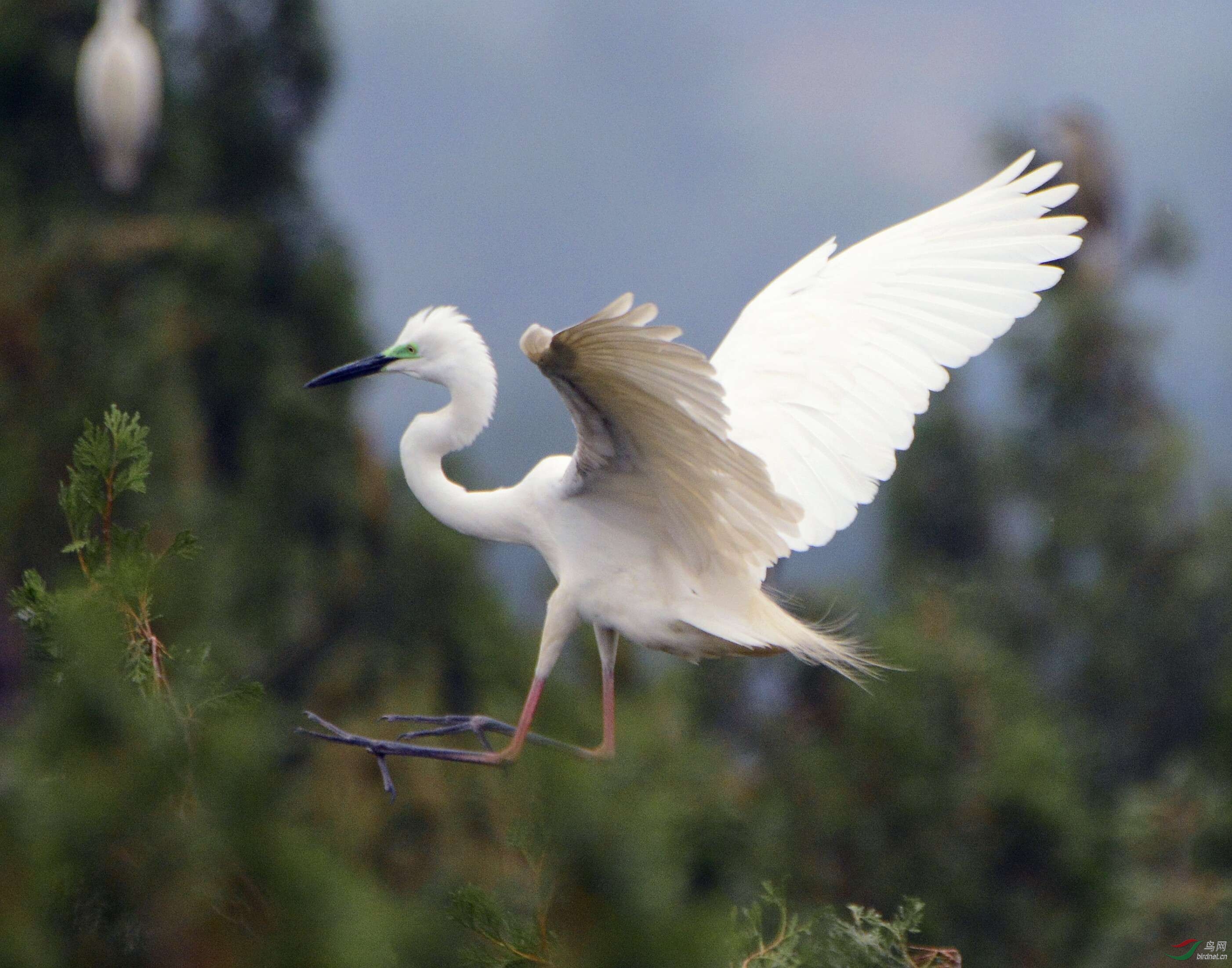 老师,这两只哪只是中白鹭?