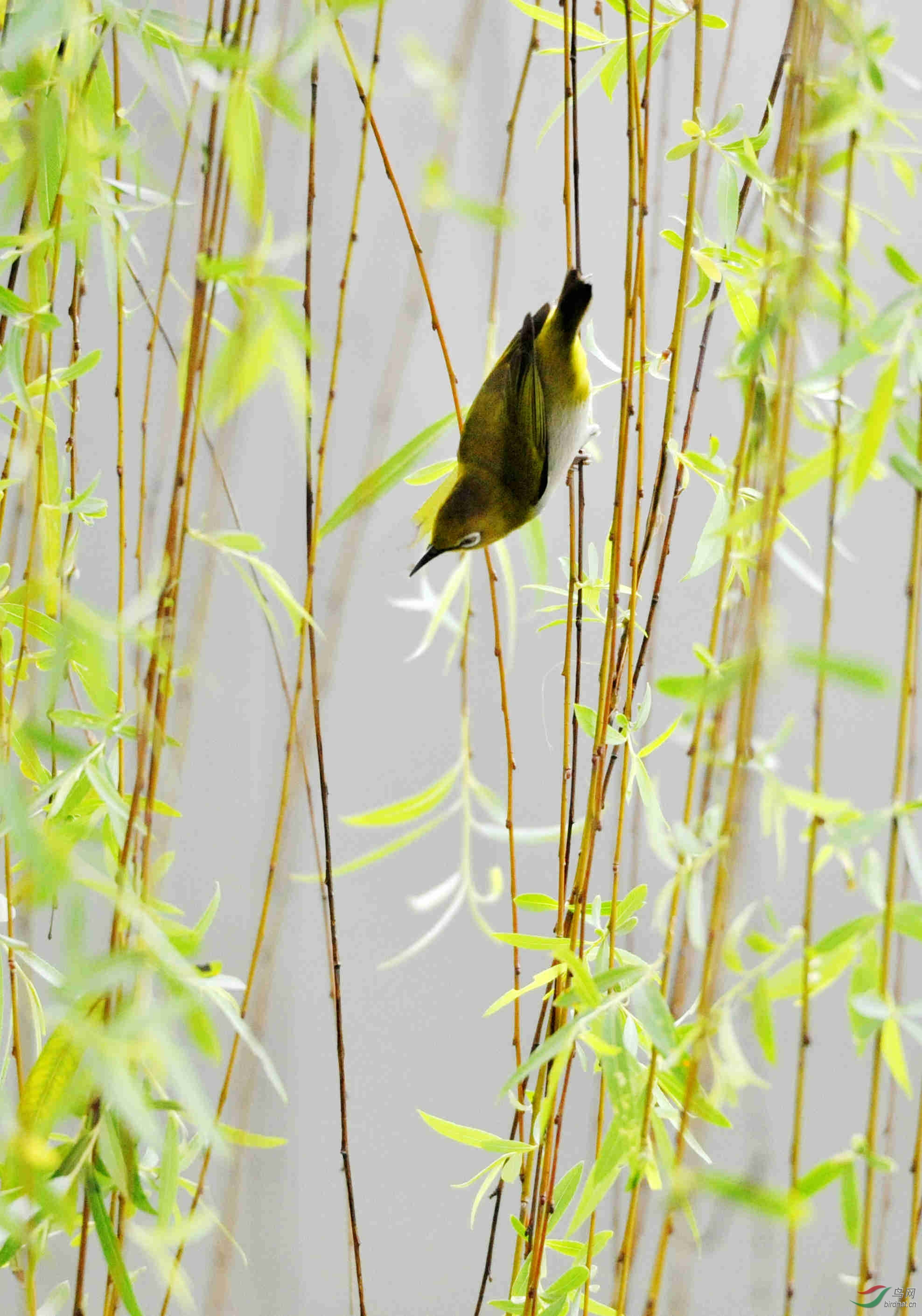 东湖春晓柳岸闻莺