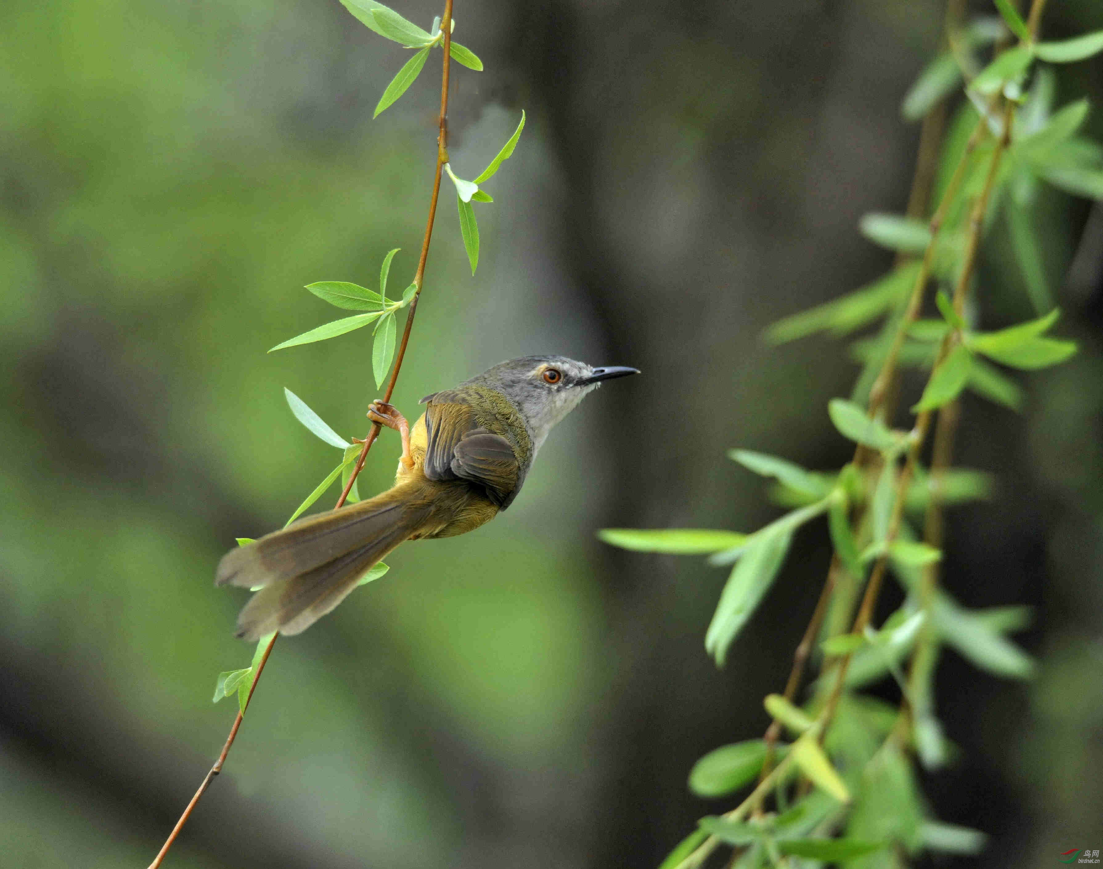 东湖春晓柳岸闻莺