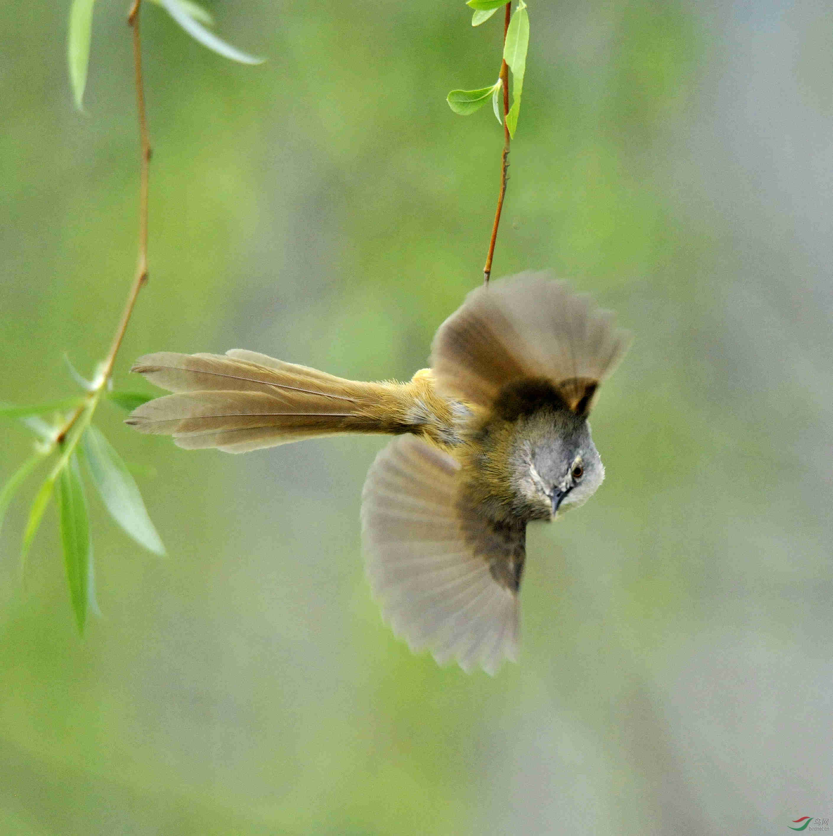 东湖春晓柳岸闻莺