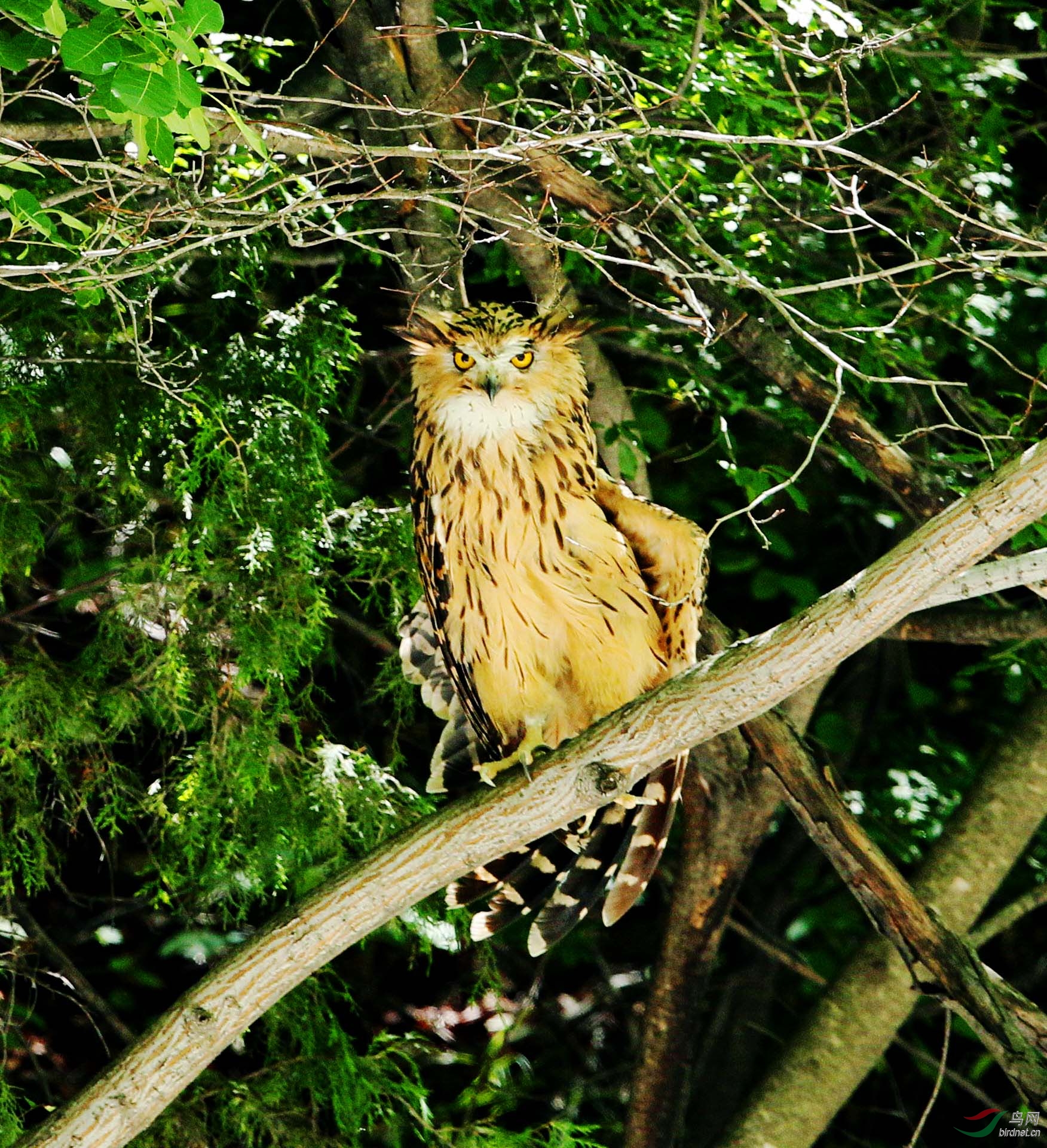 秦岭山中邂逅黄脚渔鸮