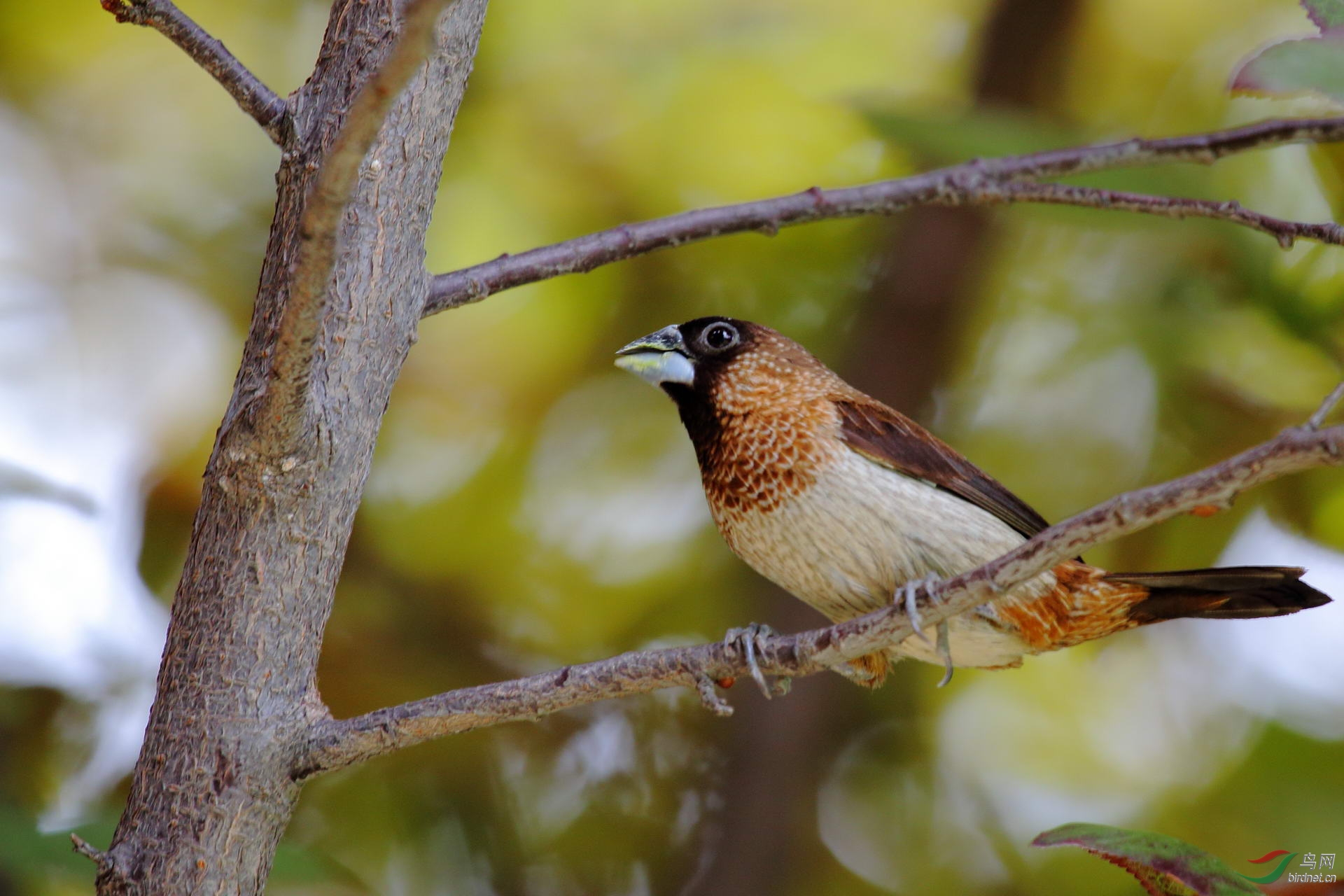 白腰文鸟点击看大图
