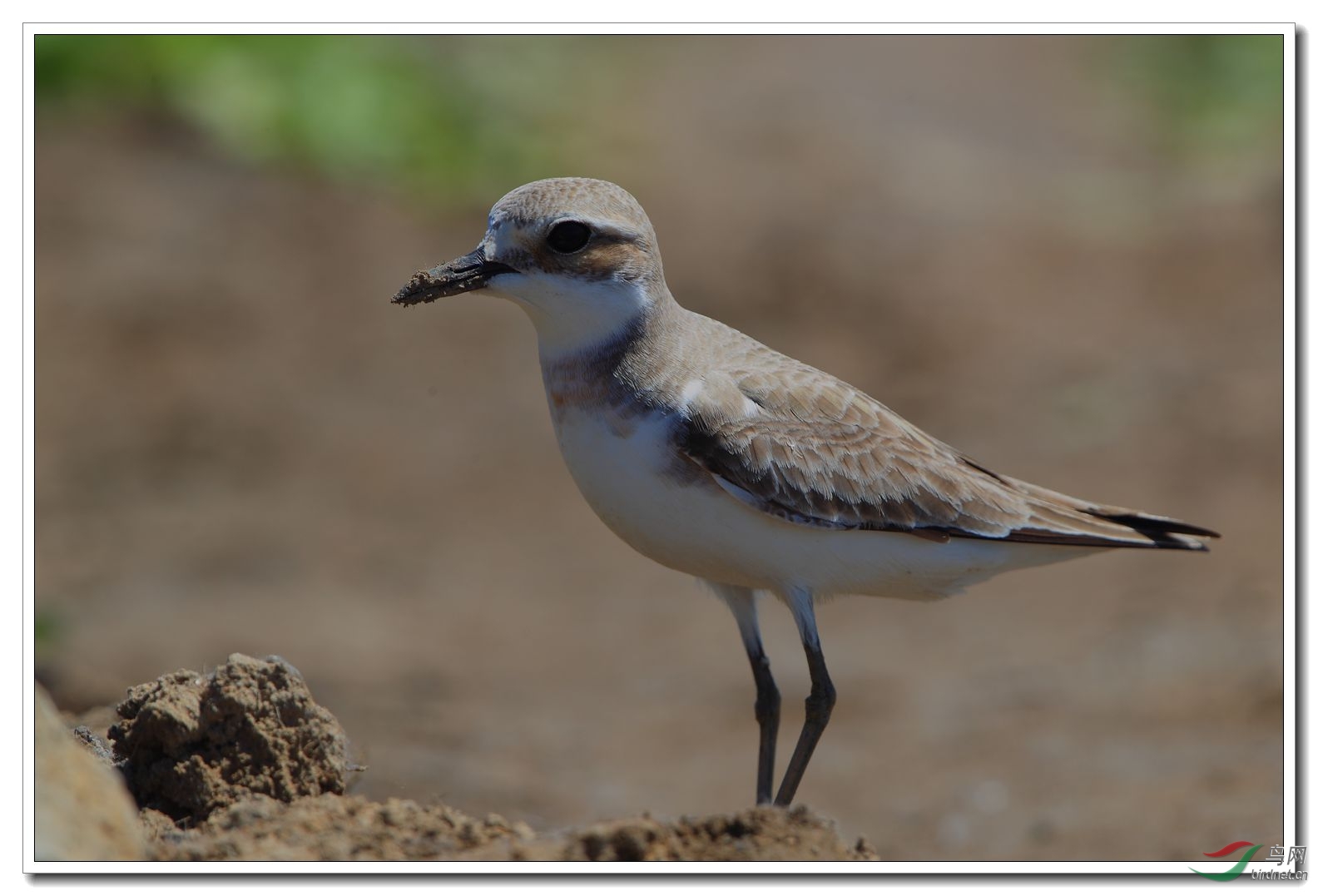 铁嘴沙鸻 - 安徽版 anhui 鸟网
