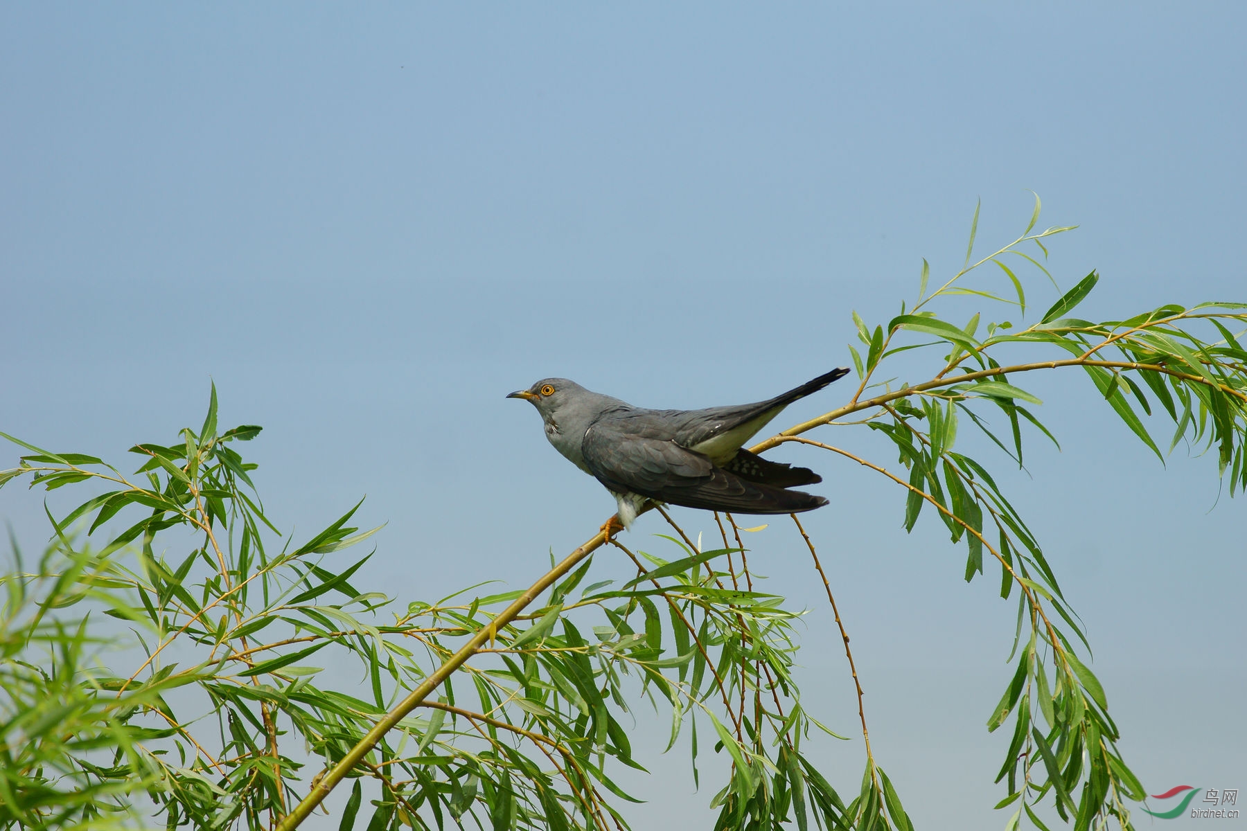 应是留春留不住,夜深风露也寒凄.