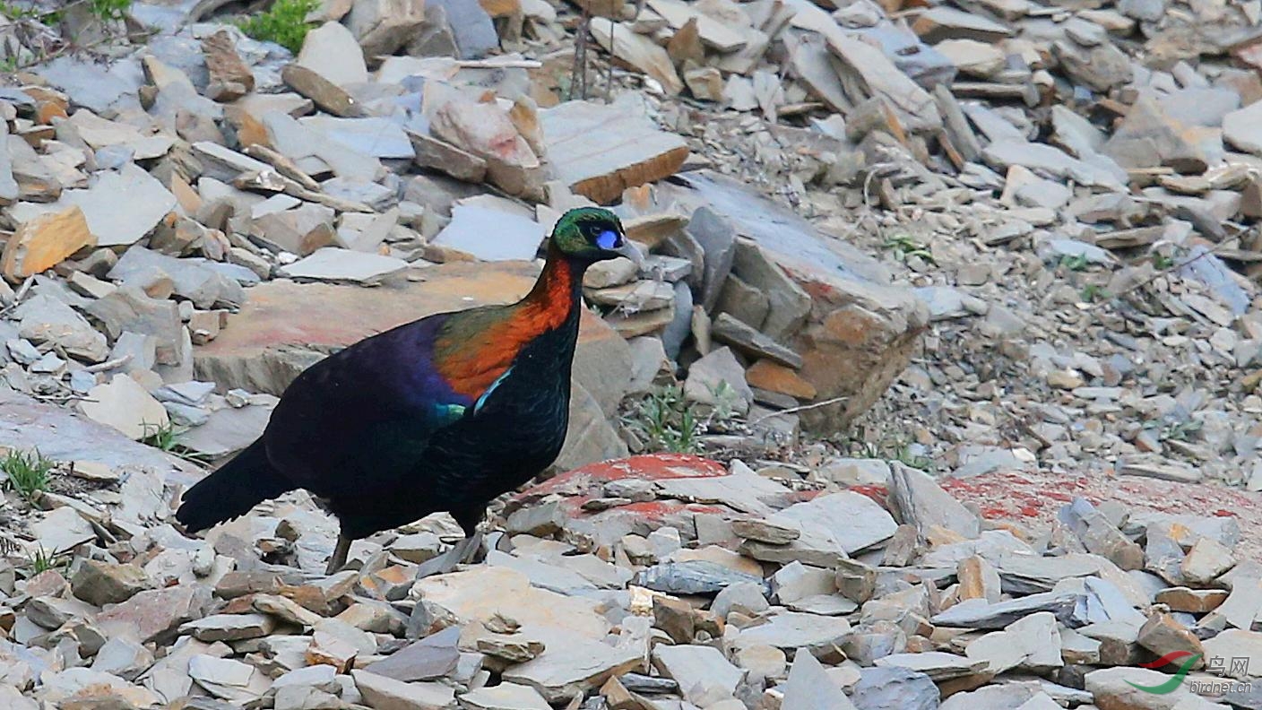 绿尾红鸡雉